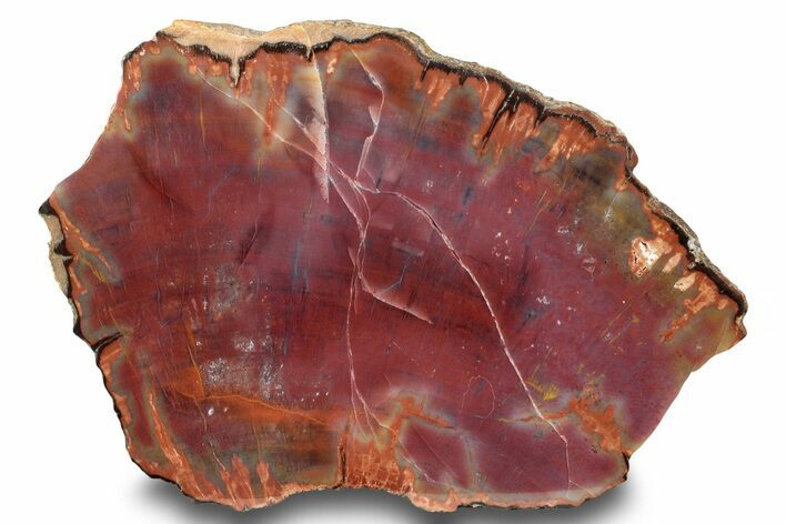 Polished, Petrified Wood (Araucarioxylon) - Arizona #244068